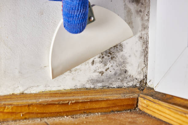 Mold Remediation for Rental Properties in Horseshoe Bay, TX