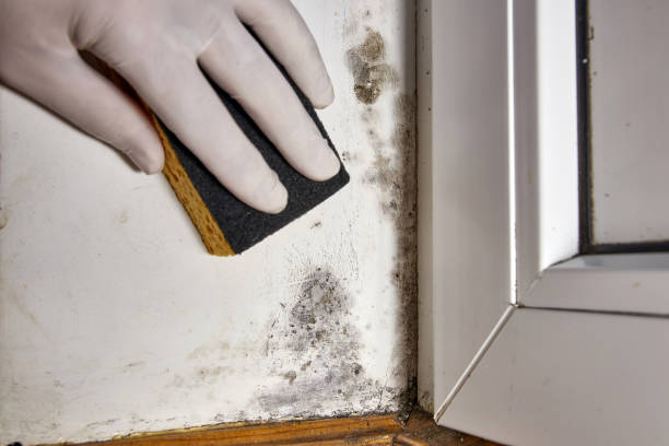 Best Crawl Space Mold Remediation  in Horseshoe Bay, TX